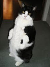 Levi the office cat